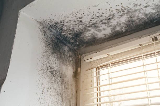 Affordable Black Mold Remediation solutions in Forest Park, IL